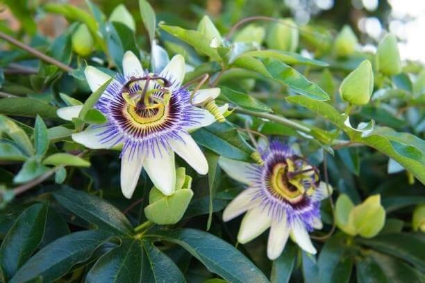 GABA calming botanical