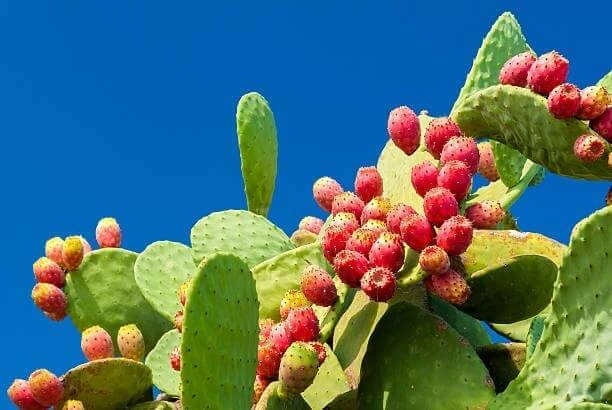 Antioxidant nerve support